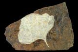 Fossil Ginkgo Leaf From North Dakota - Paleocene #148613-1